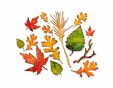 Set 14 troqueles THINLITS Fall foliage E660955